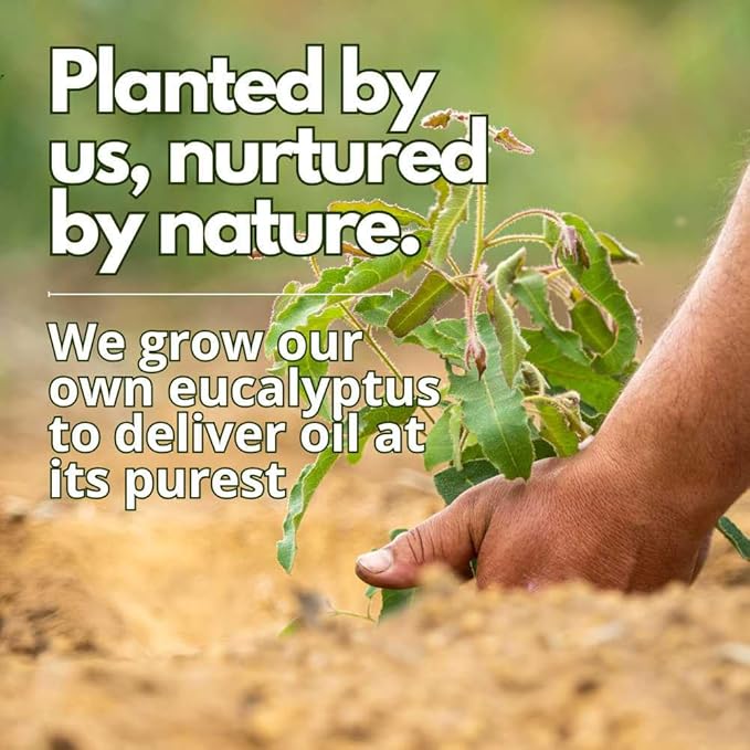 Lemon Eucalyptus Essential Oil (Corymbia Citriodora) | Pure Citrus-Herbal Aroma for Diffusers & Fresh Ambiance | Undiluted, 100% Pure (Pack of 2/0.34 Fl Oz Each)