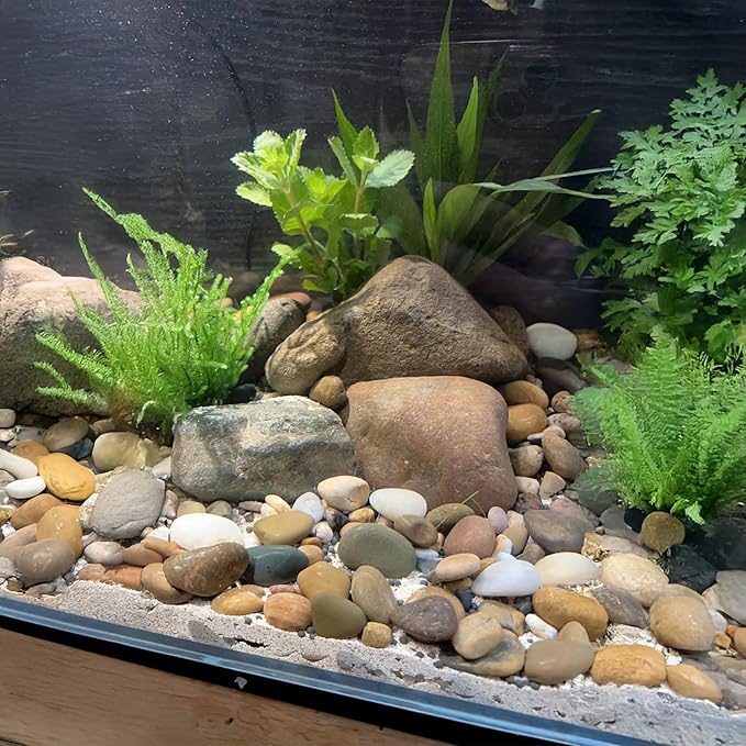 10 lbs River Rocks Pebbles 1-2 Inch Polished Decorative Stones Natural Pebbles for Plants,Aquarium Gravel,Vase Fillers,Zen Garden & Succulent Bowl - Smooth Indoor/Outdoor Landscaping Stones