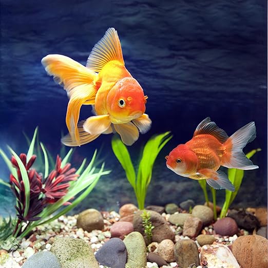 White Pebbles for Indoor Plants 20lbs, 1-2 Inch Natural River Rocks, Hand-Picked Premium Stones for Landscaping and Garden Design, Fish Tank, Flower Pots, Pathways and Backyard