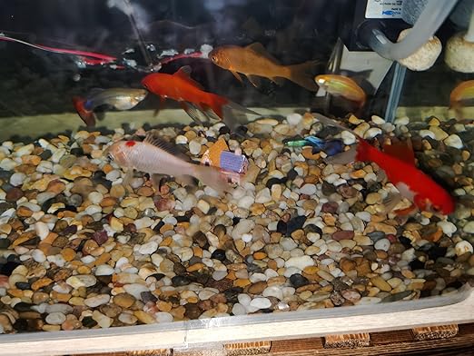 2 lbs Small Pebbles for Indoor Plants, 0.8-1.2 Inch Decorative River Rocks for Plants, Landscaping, Succulents Potted, Vase, Fish Tank, Stones for Planter and Outdoor Garden Rocks