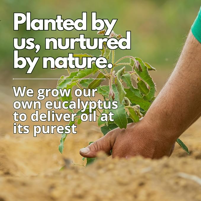 Eucalyptus Globulus Essential Oil by One Arome | Crisp Herbal Scent for Diffusers, Massage (Dilute), Cleaning & Linen Refresh | Pure, Undiluted, Steam-Distilled (0.34 Fl Oz)