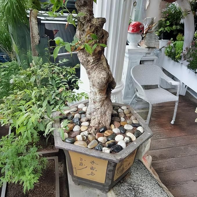 10 lbs River Rocks Pebbles 1-2 Inch Polished Decorative Stones Natural Pebbles for Plants,Aquarium Gravel,Vase Fillers,Zen Garden & Succulent Bowl - Smooth Indoor/Outdoor Landscaping Stones