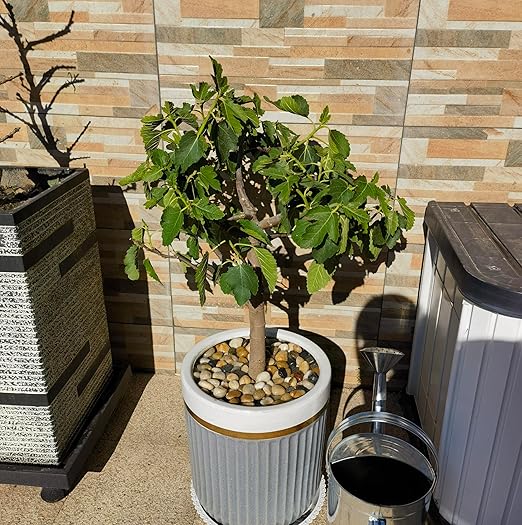 Pebbles for Indoor Plants, Mixed Color Polished River Rocks Decorative Stones for Garden, Aquarium, Vase Fillers, Outdoor Landscaping and Backyard(2-3 inch,20 Pounds)